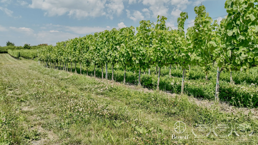 BOSEN | Vinica v známej vinohradníckej oblasti Tokaj, 191 463m2