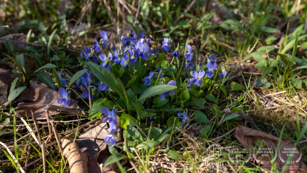 BOSEN I Investičný stavebný pozemok  s rozlohou 855 m2