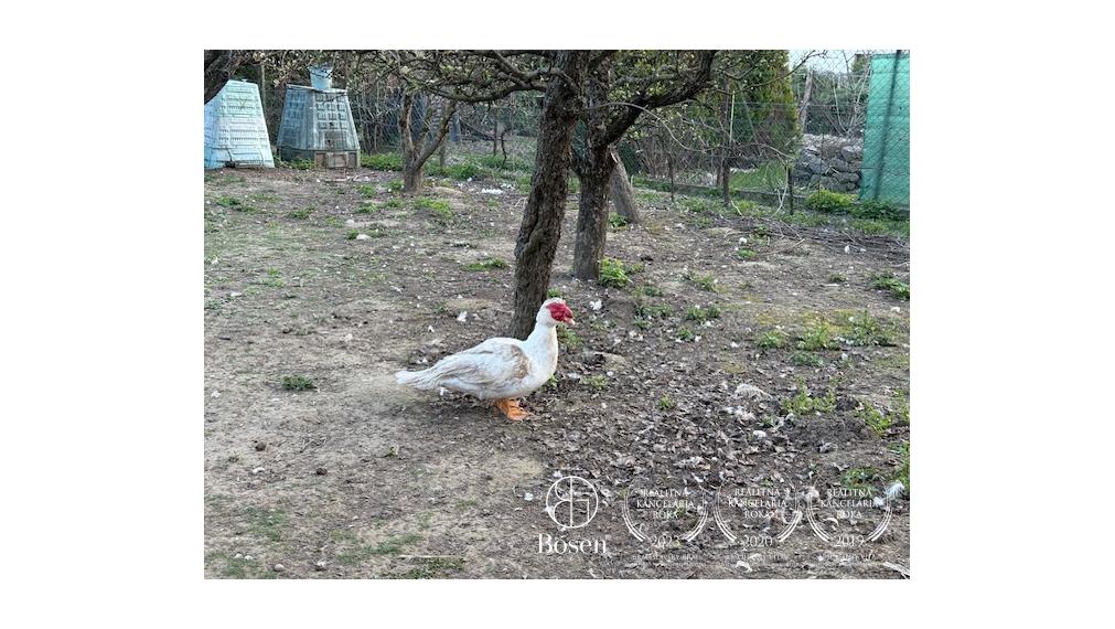 Predaj stavebného pozemku 563 m2 v Ivanke pri Dunaji