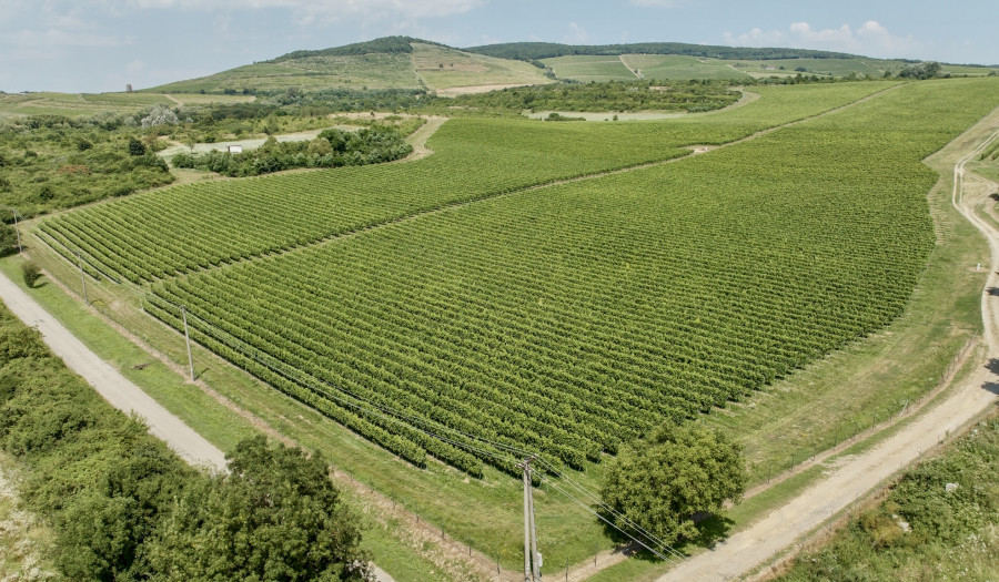 BOSEN | Vinica v známej oblasti Tokaj, Malá Tŕňa, 191 463m2